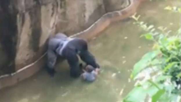 Gorila en peligro de extinción es asesinado para salvar la vida de un menor  