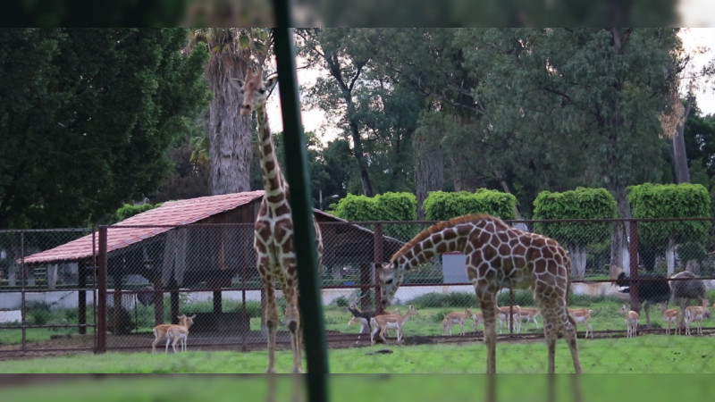 Planean reconversión de Zoológico de Morelia a parque ecológico 