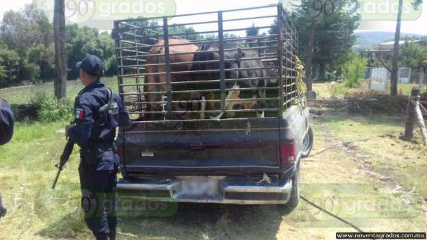 Recupera Policía Michoacán ganado robado 