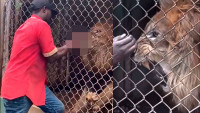 León arranca el dedo a un cuidador de zoológico que lo molestaba