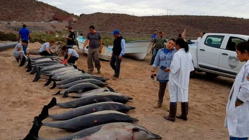 Al menos 30 delfines fueron localizados muertos varados en costas de Baja California Sur 
