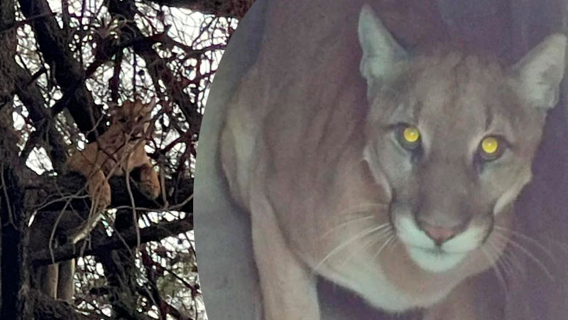 Captan a puma merodeando en Tlaxcala; Profepa lo traslada a zoológico 