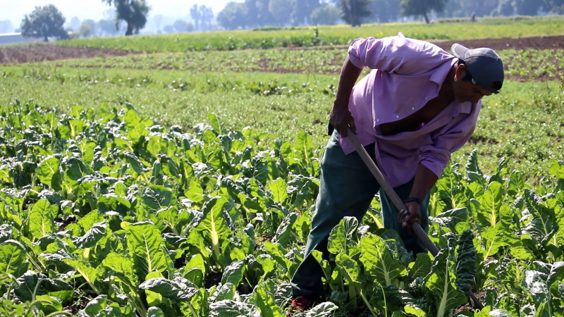 Guerra en Ucrania incremento precios de insumos para campo michoacano: Julieta Gallado 