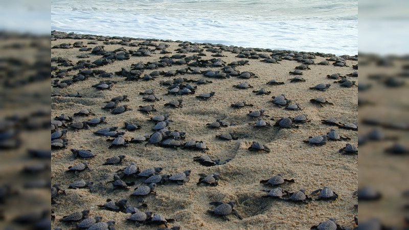 Felicita Sectur Michoacán a Caleta de Campos por ser la primer playa de la costa michoacana, libre de humo de tabaco
