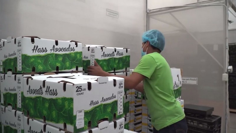 Registran exportaciones agroalimentarias de México el valor más alto de los últimos 30 años en el lapso enero-abril