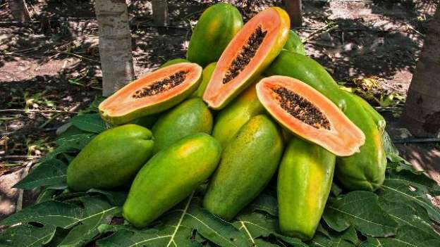 Entre 5 y 8 pesos se vende el kilo de papaya michoacana, cada semana se envían a los diferentes mercados del país mil 200 toneladas 
