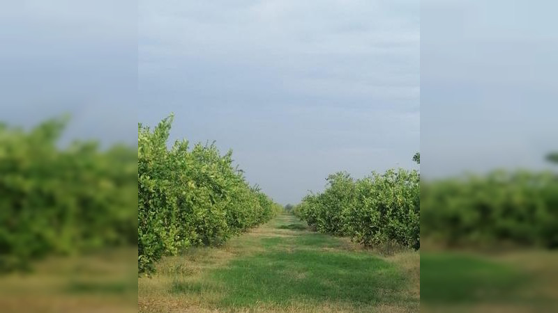 Escasea la producción de limón en la Región Apatzingán 