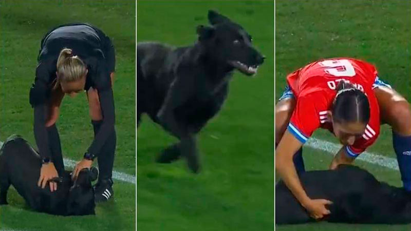 Peludito invade cancha y paran partido; las jugadoras lo consienten y se populariza la escena 