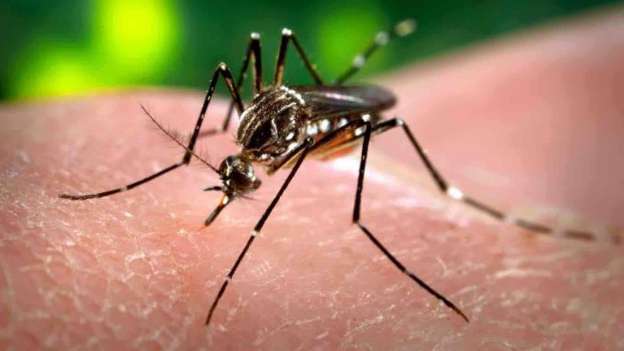 SSM, intensificará acciones preventivas para prevenir erradicación de criaderos del mosco Aedes Aegypti 