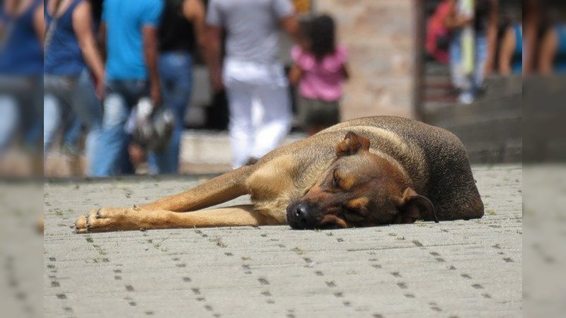 Aplicará Ayuntamiento multas hasta por 50 mil pesos a quienes ejerzan maltrato animal 