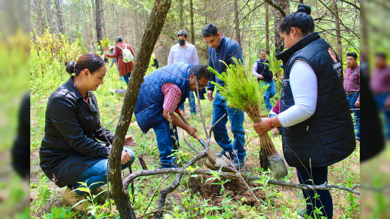 Arranca megareforestación en el Oriente de Michoacán 