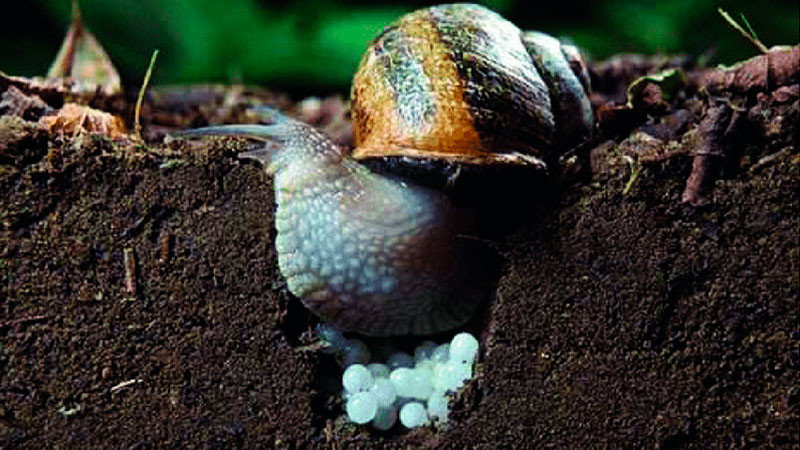 Ponen en cuarentena condado tras detectar caracol gigante africano en Florida, Estados Unidos 