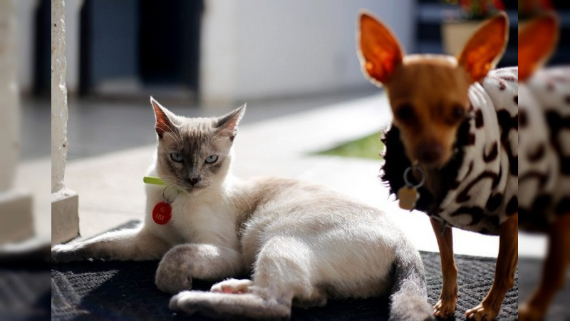 Trabajan SSM, Coalcomán y la Huacana en campaña de esterilización canina y felina