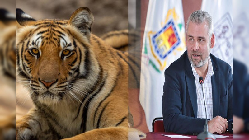 Zoológico de Morelia listo para recibir a felinos de fundación Black Jaguar-White: Bedolla 