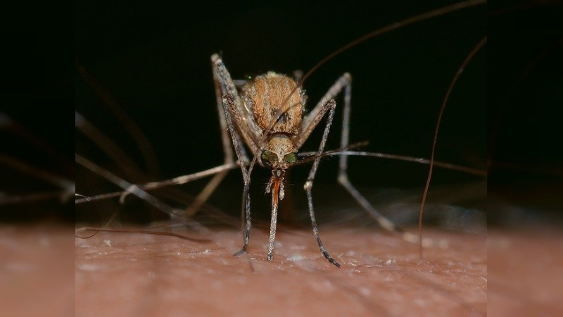 Gracias a dos mosquitos atrapan a un ladrón en China  