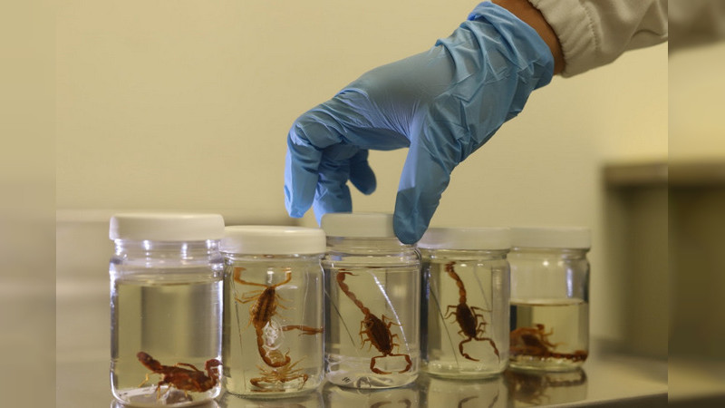 Michoacán registra menor numero de casos de picaduras de alacrán 