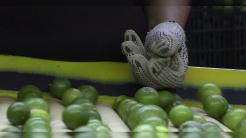 El  calor y la humedad aceleran la maduración del limón que se produce en la región Apatzingán  