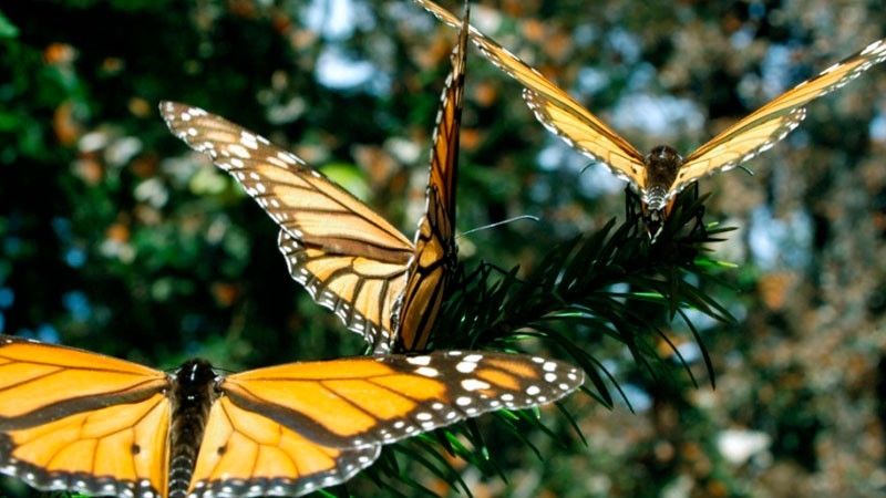 Mariposa monarca, en lista roja de especies en peligro, informa la IUCN 