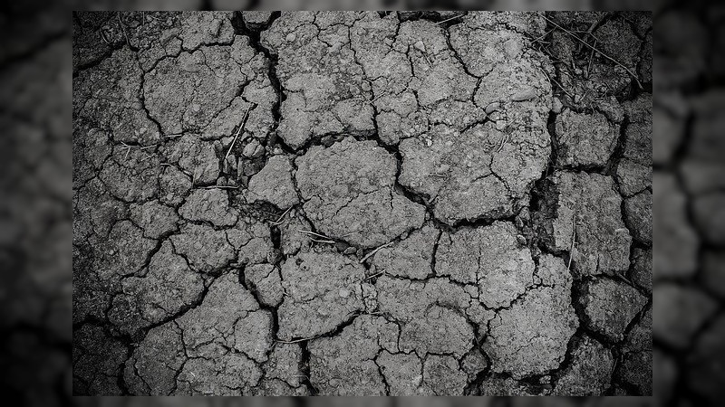 Por escases de agua, se ha sembrado en Zacatecas apenas un 14 %  de frijol  