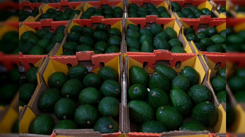 Tras 10 años, Jalisco reanuda exportación de aguacate a Estados Unidos