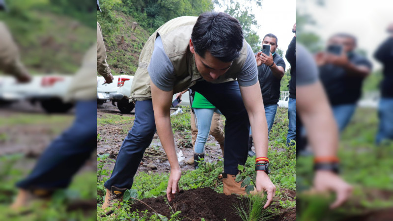 Reforestan 5 mil árboles en la zonas de amortiguamiento y núcleo de la monarca en Zitácuaro 