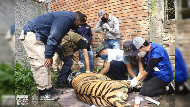 Atiende ZooMorelia a tigre lesionado