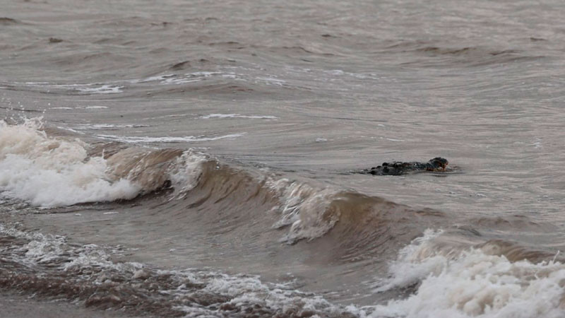 Cierran playa en Nayarit por presencia de cocodrilo dentro del mar 