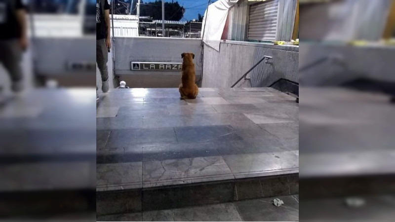 Afuera de metro La Raza, Perrito espera  todos los días a su dueña fallecida 
