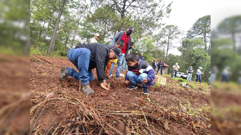 Suman esfuerzos sociedad y gobierno, por los bosques y resina de Michoacán