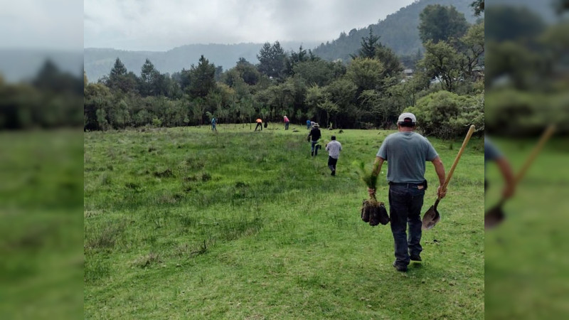 Realizan jornada de reforestación en el Noreste de Michoacán