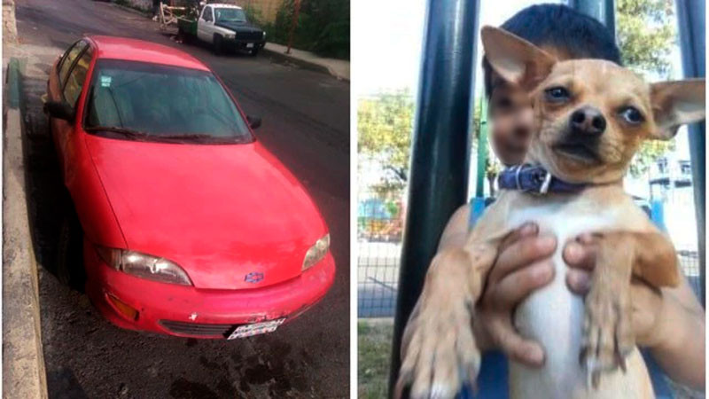 Ofrece su carro como recompensa por su perrita que se perdió hace más de 15 días en CDMX 