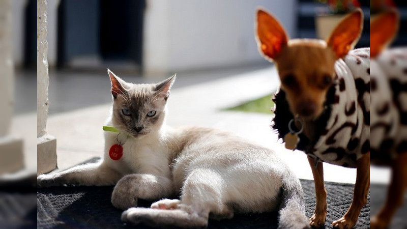 Aplicadas más de 46 mil vacunas contra la rabia y esterilizados más de 9 mil felinos y caninos 