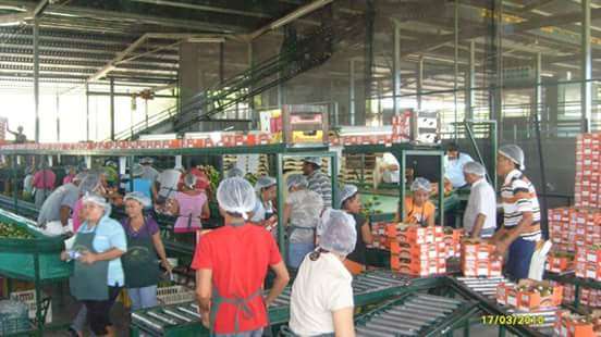 Los precios de inicio de la temporada  de exportación de mango no se afectara la derrama económica para el sector  