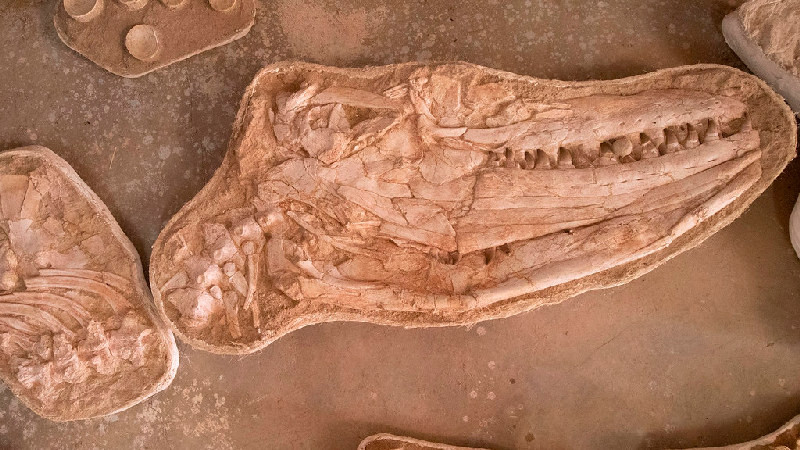 Descubren nueva especie de mosasaurus en Marruecos 