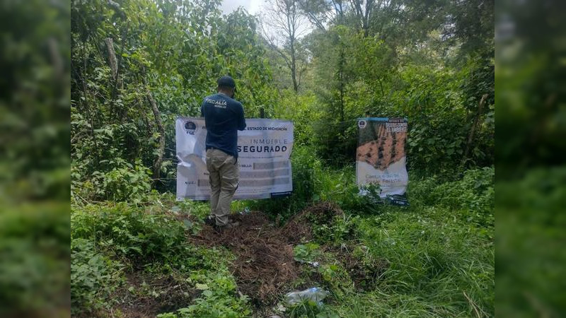 Aseguran predio talado ilegalmente en Charo, Michoacán; sembraron aguacate 