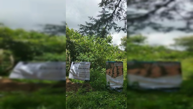 Aseguran predio talado ilegalmente en Charo, Michoacán; sembraron aguacate