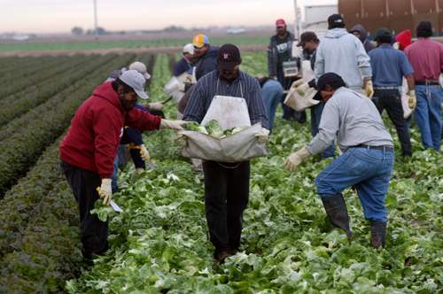 Certifican trabajadores agrícolas  