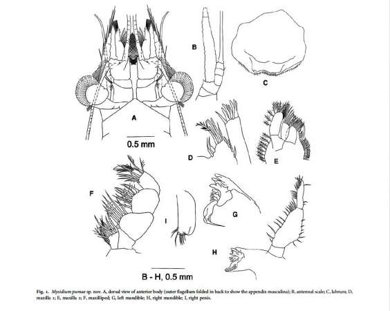 Descubre la UNAM dos nuevas especies de crustáceos - Foto 1 