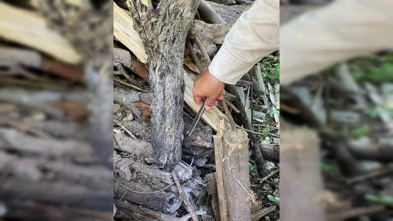 Hasta el momento, confirmados 28 casos de enfermedad de chagas en Michoacán: SSM