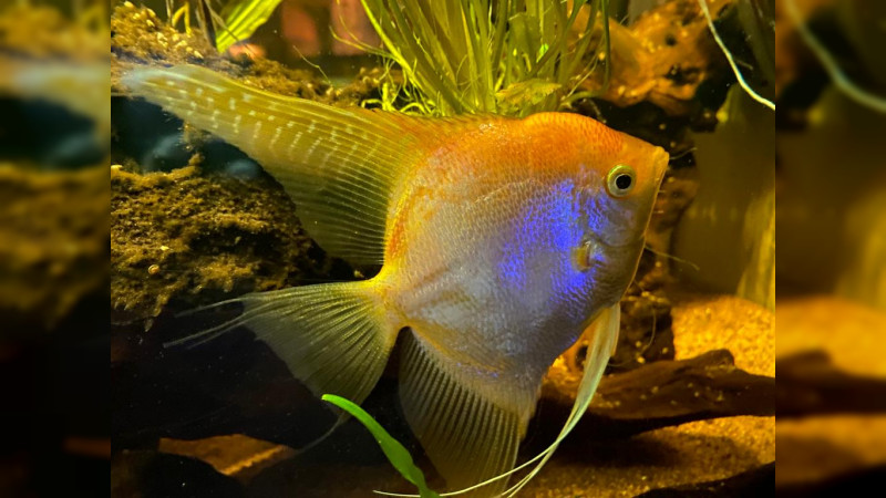 Acuario del ZooMorelia celebra su 15 aniversario 