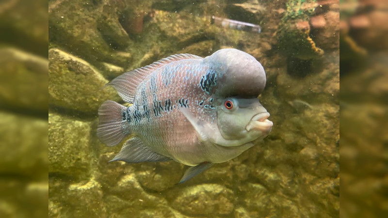 Acuario del ZooMorelia celebra su 15 aniversario 
