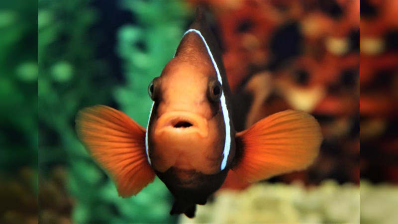 Acuario del ZooMorelia celebra su 15 aniversario 