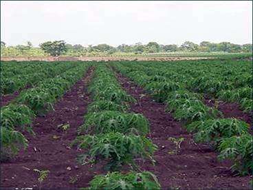 Ante la falta de lluvias, aumenta hasta el cuádruple, gastos por replantación de huertas de papaya en Tierra Caliente 