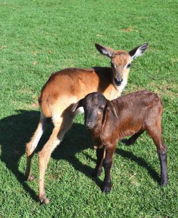 Nacieron 20 crías de animales en el Zoológico de Morelia, en lo que va del 2015 - Foto 0