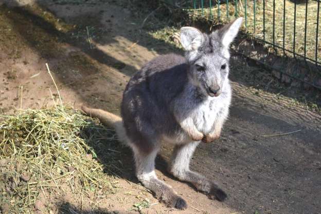 Nacieron 20 crías de animales en el Zoológico de Morelia, en lo que va del 2015 - Foto 1 