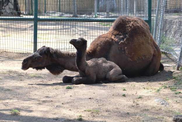 Nacieron 20 crías de animales en el Zoológico de Morelia, en lo que va del 2015 - Foto 2 