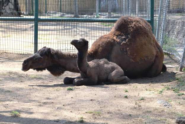 Nacieron 20 crías de animales en el Zoológico de Morelia, en lo que va del 2015