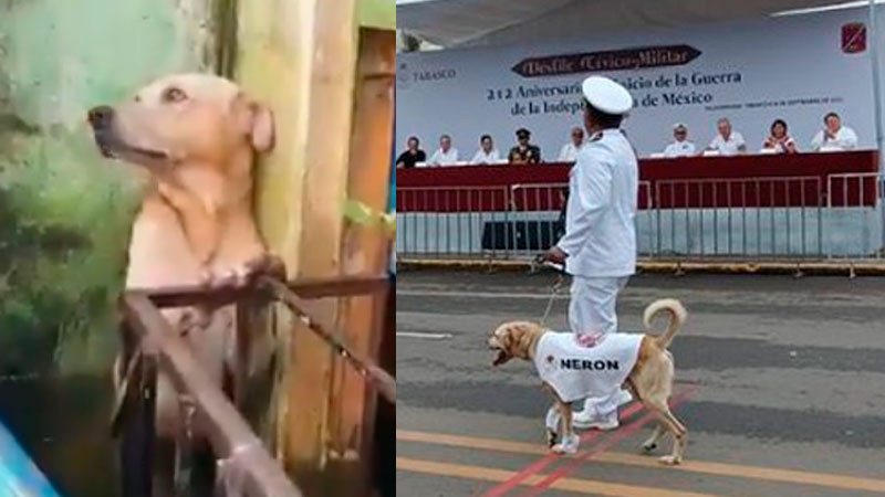 Nerón, perrito rescatado por la Marina que participó en desfile militar de Tabasco 