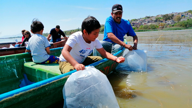 Donan 710 mil crías de tilapia para repoblamiento de embalses en Michoacán 