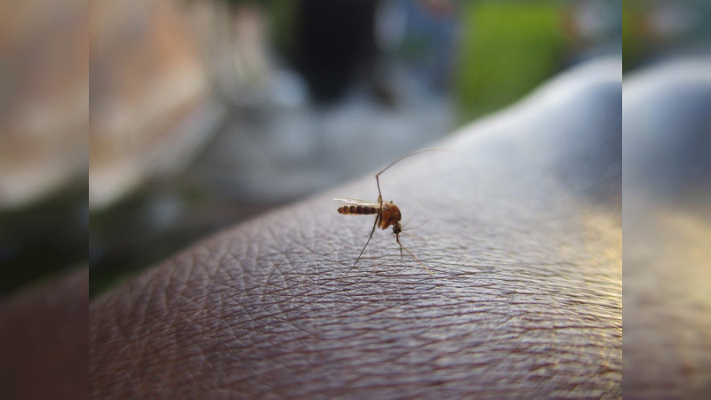 Activan alerta epidemiológica por dengue en Perú; van más de 58 mil casos 